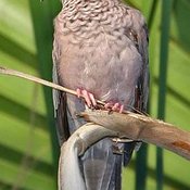 Common Ground-Dove